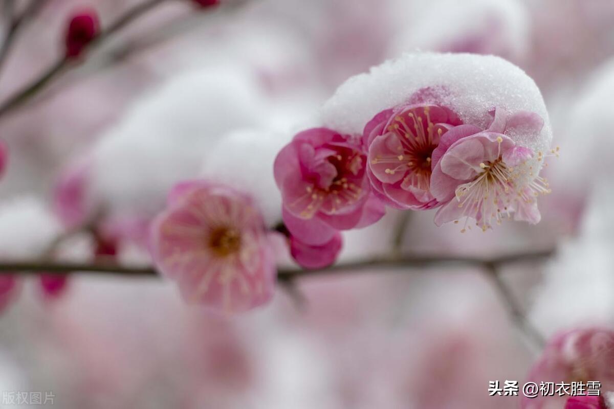 立春节气三首古诗词（万物含新意，和风待柳芳）