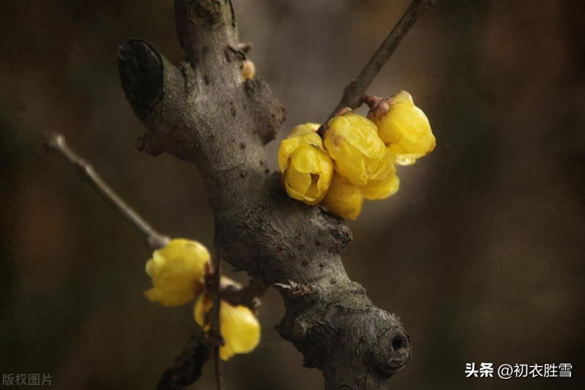 腊月腊梅诗词六首（江南雪里花如玉，金蓓花开满担装）