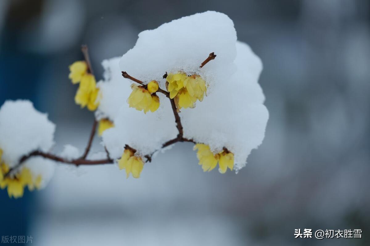 腊月腊梅诗词六首（江南雪里花如玉，金蓓花开满担装）