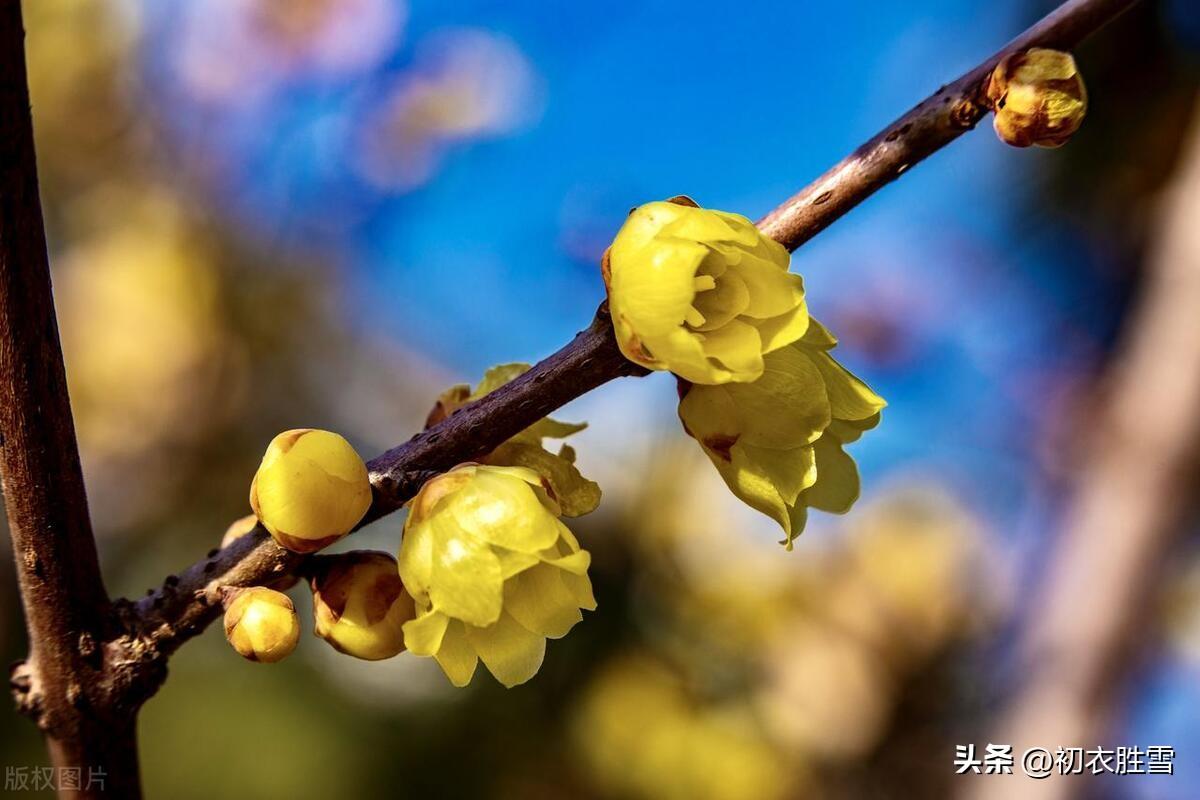 腊月腊梅诗词六首（江南雪里花如玉，金蓓花开满担装）