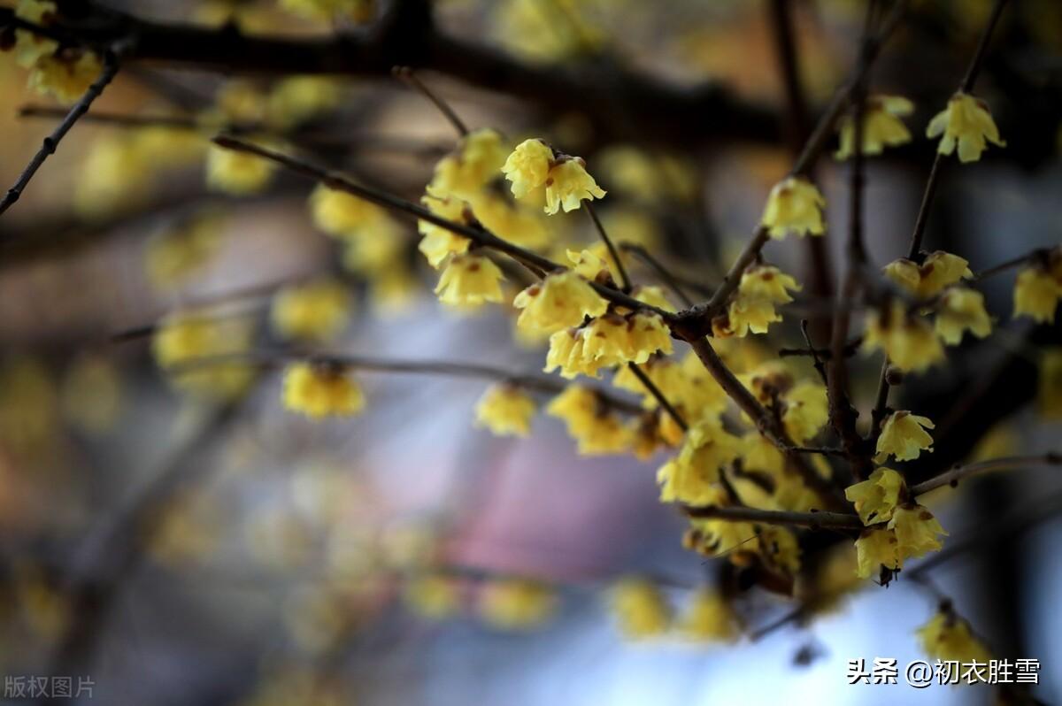 腊月腊梅诗词六首（江南雪里花如玉，金蓓花开满担装）