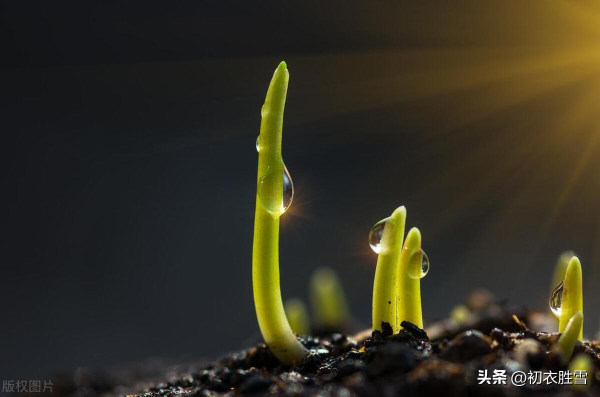 腊月冬草古诗五首赏析（腊月草根甜，枯草衔花生）