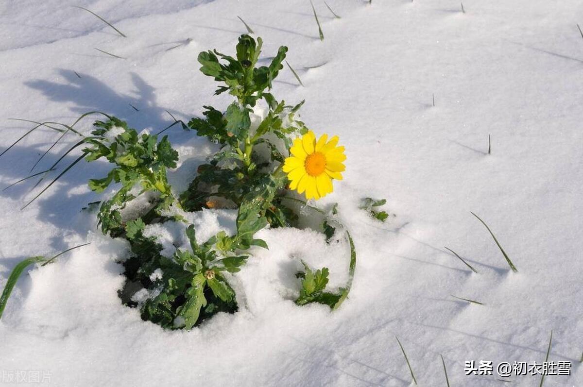 腊月冬草古诗五首赏析（腊月草根甜，枯草衔花生）