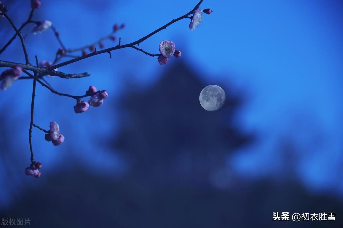 寒月梅花七首诗词名句（停舟最爱山头月，照见寒梅一树花）