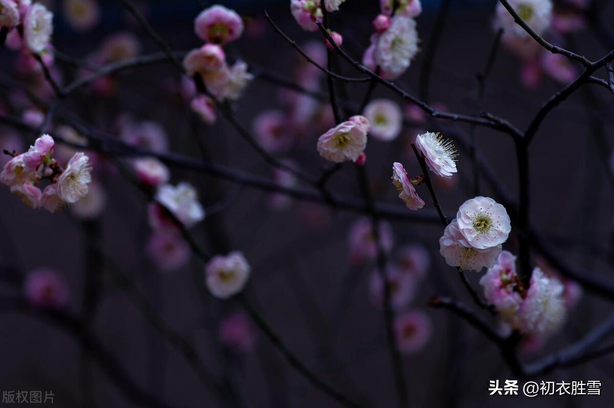 寒月梅花七首诗词名句（停舟最爱山头月，照见寒梅一树花）