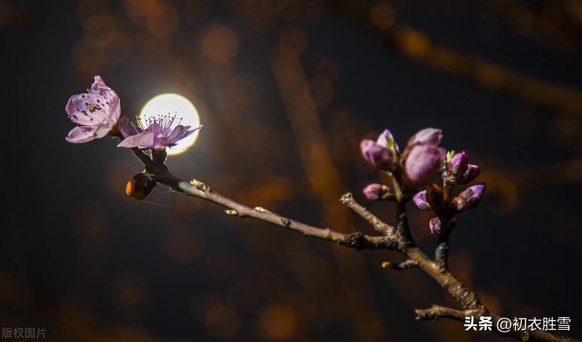 寒月梅花七首诗词名句（停舟最爱山头月，照见寒梅一树花）