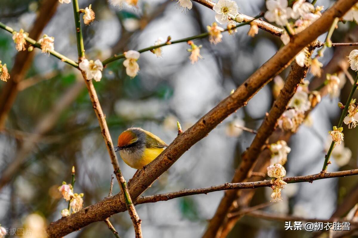 晚冬明丽优美古诗五首（冬晴爱日温，红叶自成村）