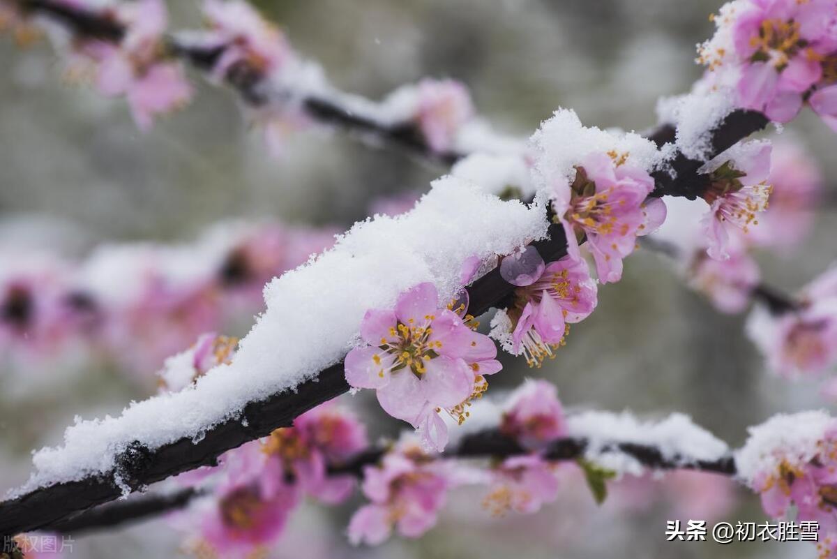 岁寒梅花五首古诗词（生世梅花是故知，相逢不负岁寒期）