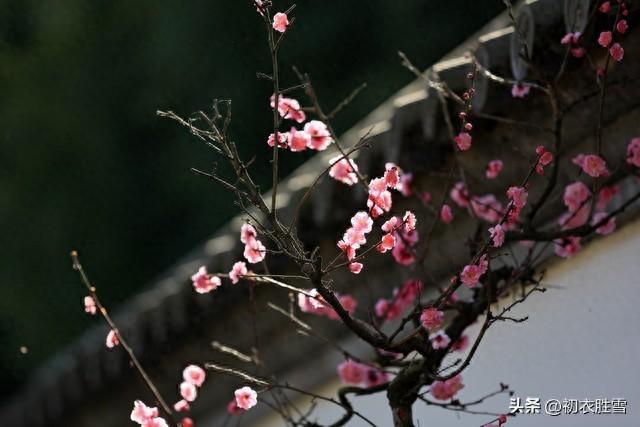 岁寒梅花五首古诗词（生世梅花是故知，相逢不负岁寒期）