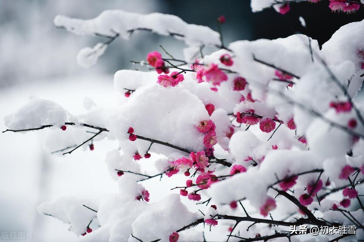 岁寒梅花五首古诗词（生世梅花是故知，相逢不负岁寒期）