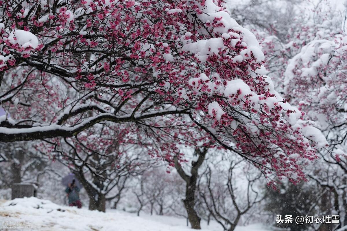 岁寒梅花五首古诗词（生世梅花是故知，相逢不负岁寒期）