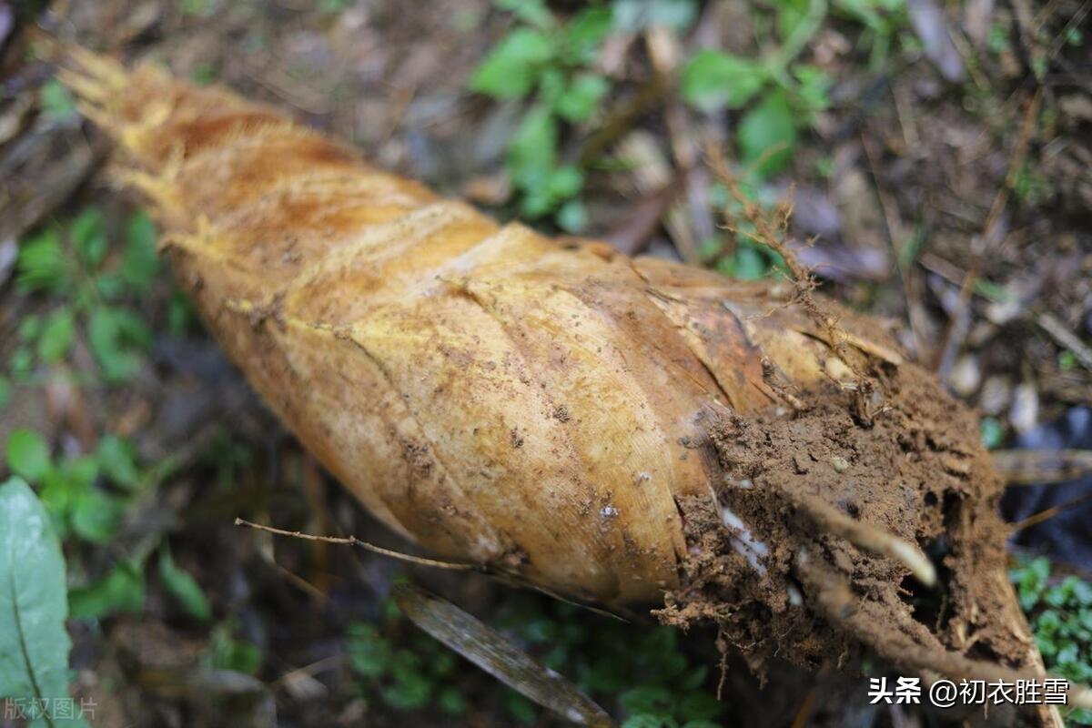 冬笋唯美古诗五首（后园遣仆锄冬笋，风味生来便不凡）