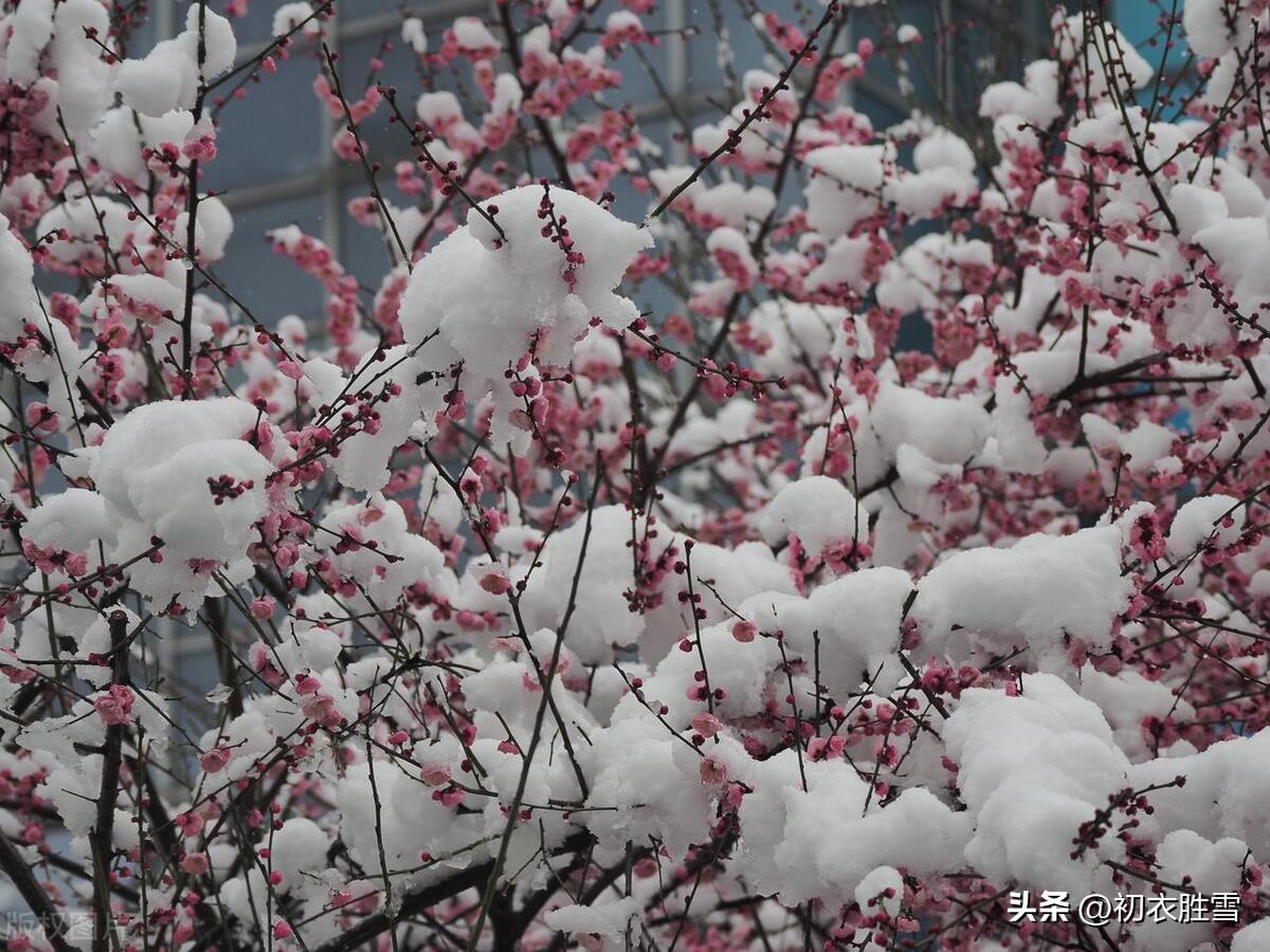 腊月梅花五首古诗词（众花未发梅花新，梅花一夜遍南枝）