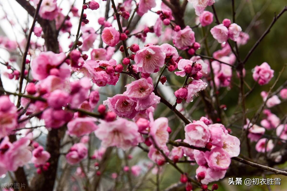 腊月梅花五首古诗词（众花未发梅花新，梅花一夜遍南枝）