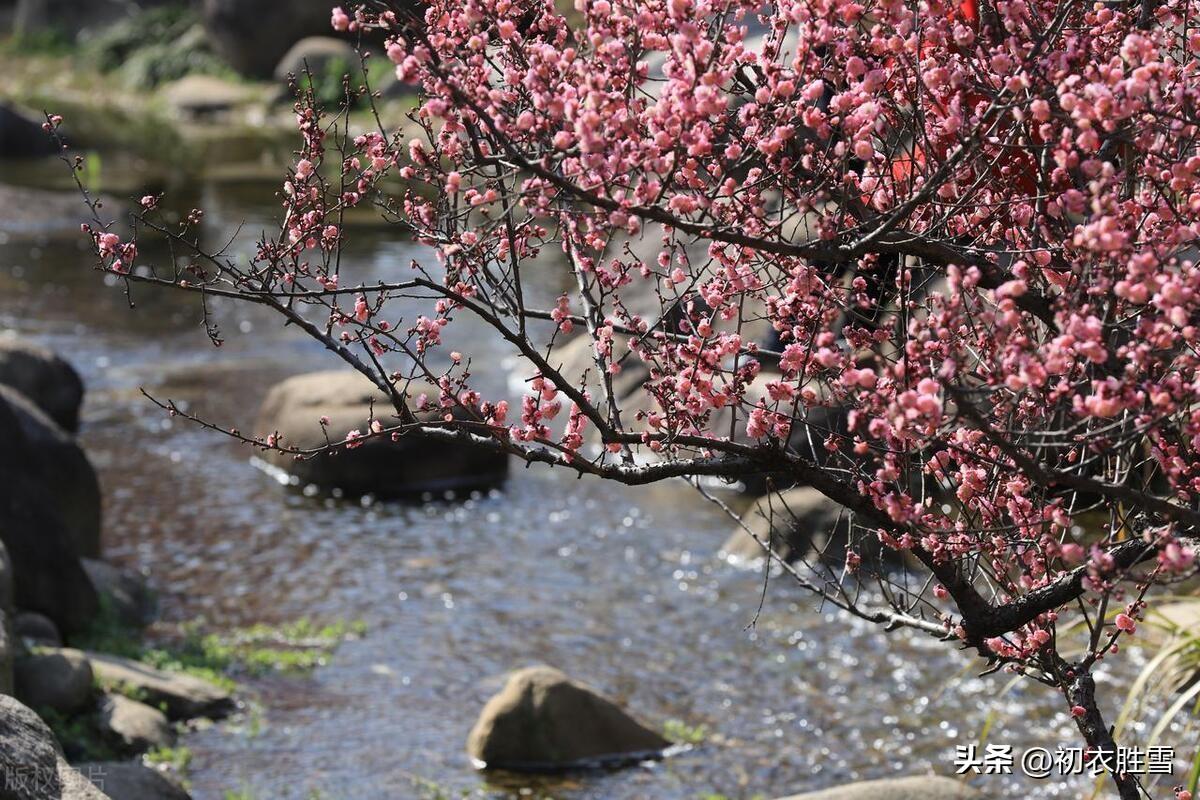 腊月梅花五首古诗词（众花未发梅花新，梅花一夜遍南枝）