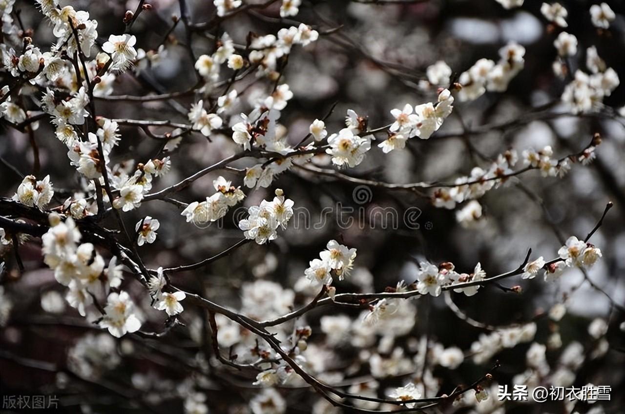 腊月梅花五首古诗词（众花未发梅花新，梅花一夜遍南枝）