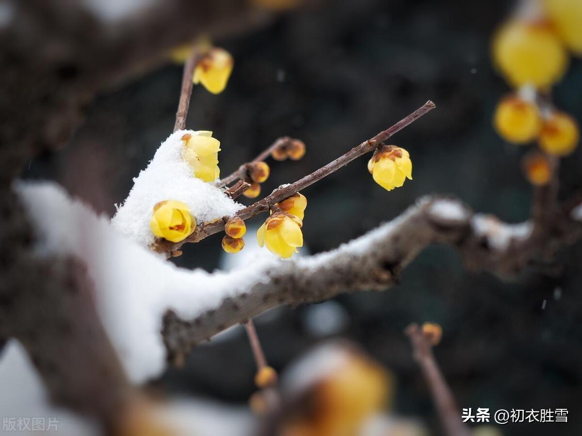 腊月腊梅花六首古诗词（腊后春前见蜡梅，小罂和雪送春来）