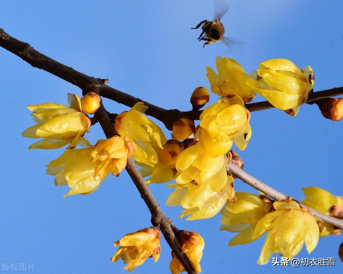 腊月腊梅花六首古诗词（腊后春前见蜡梅，小罂和雪送春来）