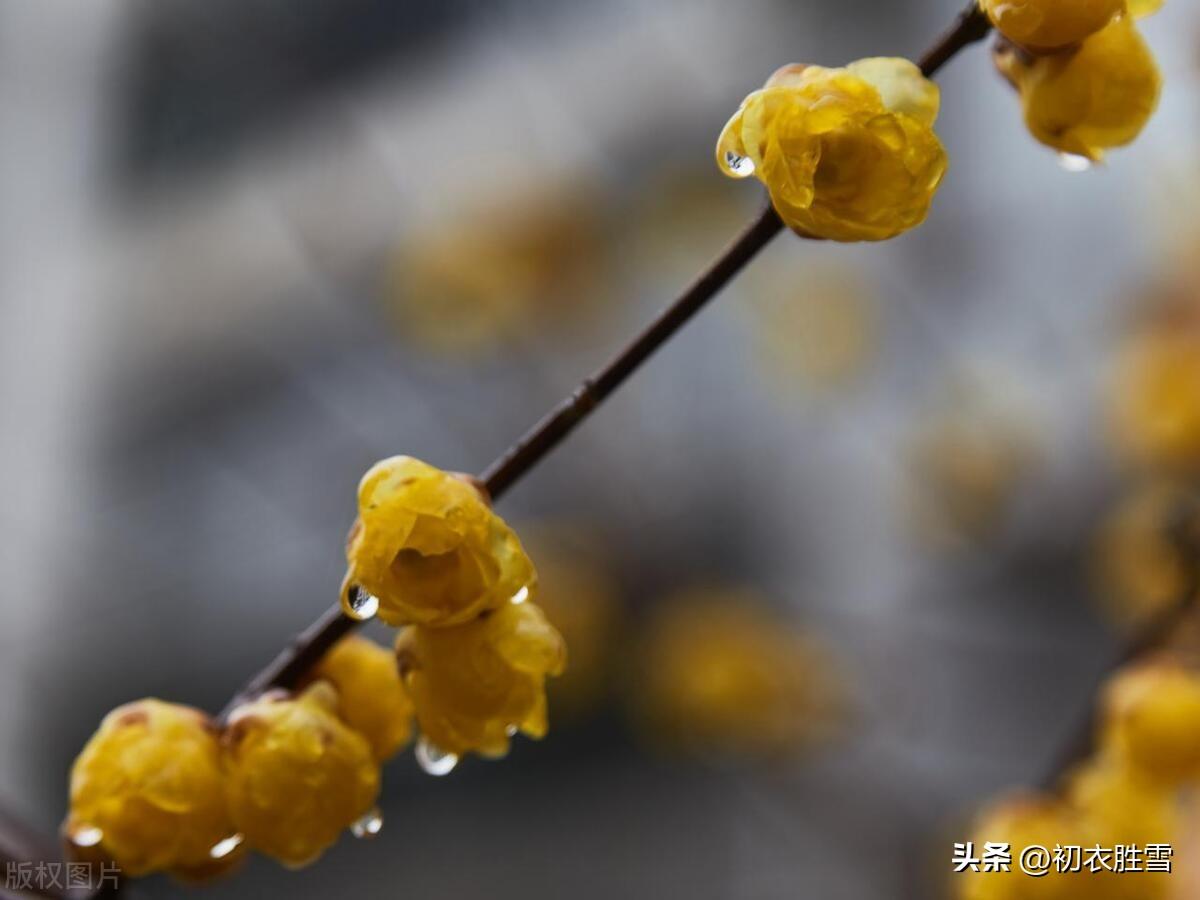 腊月腊梅花六首古诗词（腊后春前见蜡梅，小罂和雪送春来）