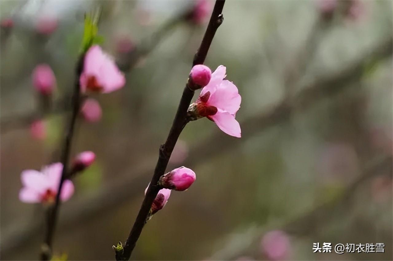 腊月唯美诗词大全（条桑腊月下，种杏春风前）