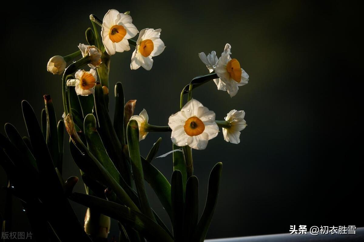 腊月花五种五首诗词古句（腊月街头听卖花，满城微雨湿山茶）