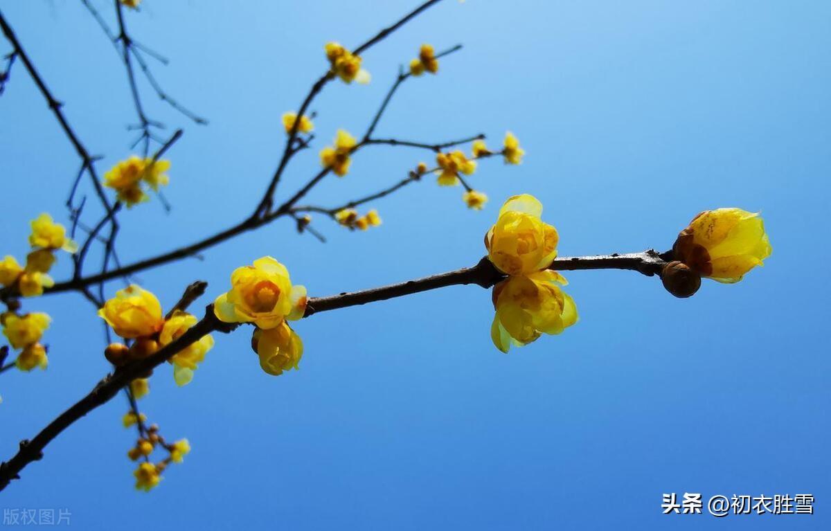 腊月花五种五首诗词古句（腊月街头听卖花，满城微雨湿山茶）