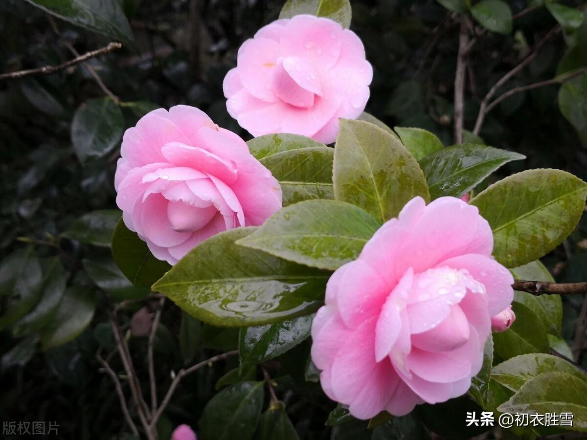 腊月花五种五首诗词古句（腊月街头听卖花，满城微雨湿山茶）