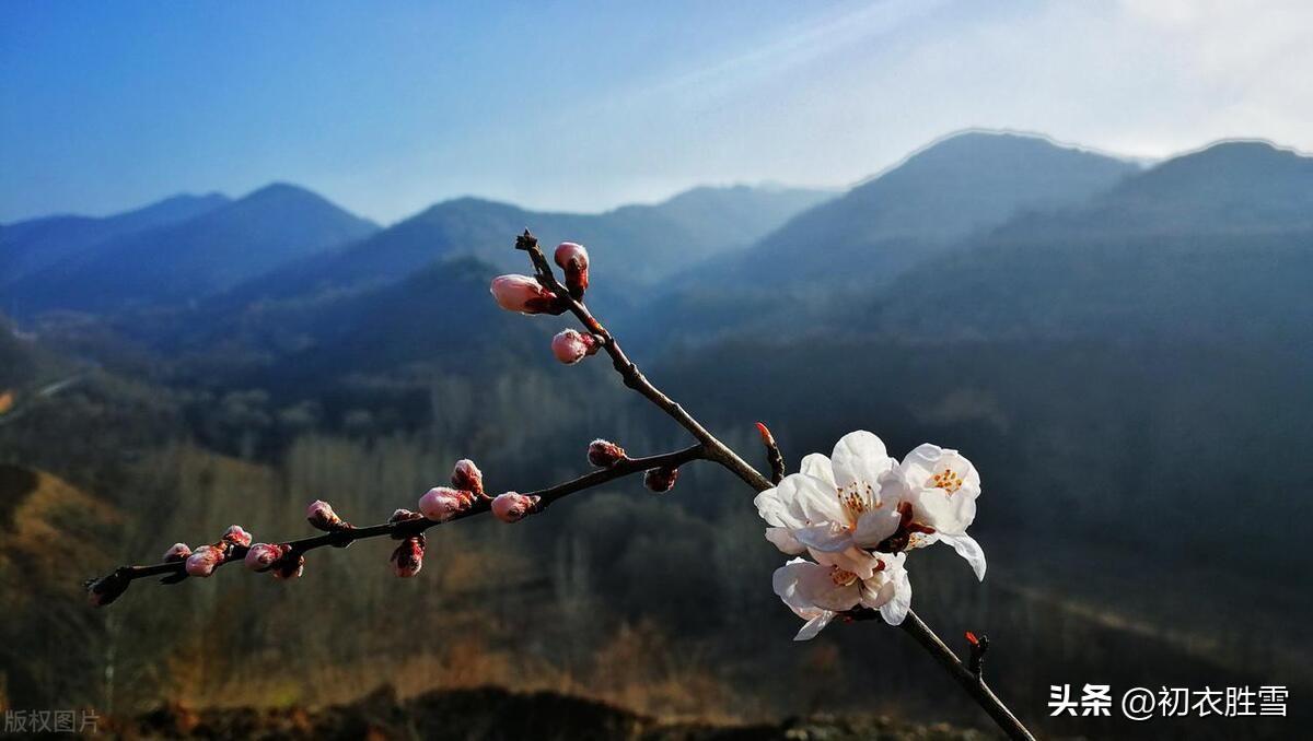 腊月花五种五首诗词古句（腊月街头听卖花，满城微雨湿山茶）