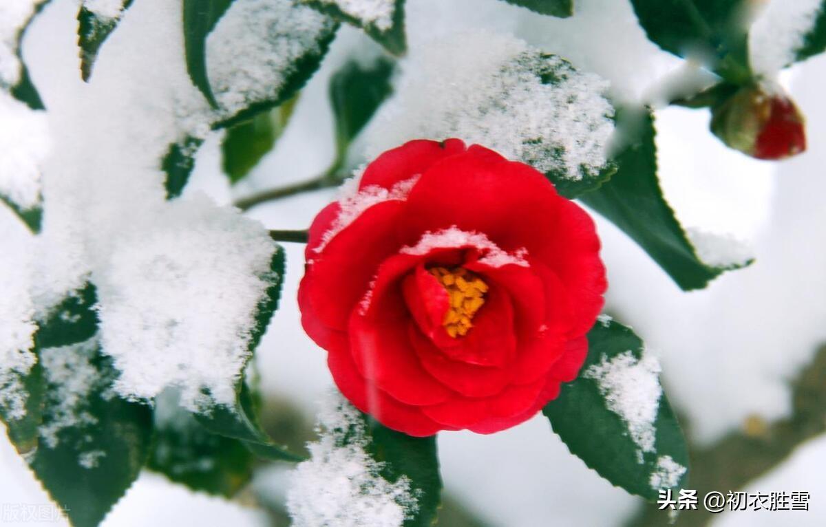 腊月茶花五首唯美古诗（腊月榴花带雪红，一天飞雪映山茶）