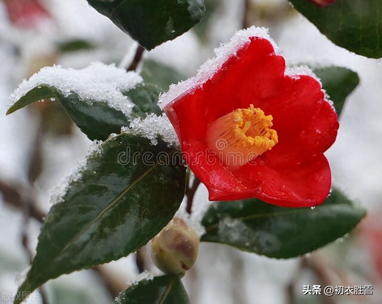 腊月茶花五首唯美古诗（腊月榴花带雪红，一天飞雪映山茶）