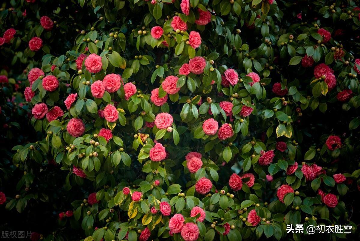 腊月茶花五首唯美古诗（腊月榴花带雪红，一天飞雪映山茶）