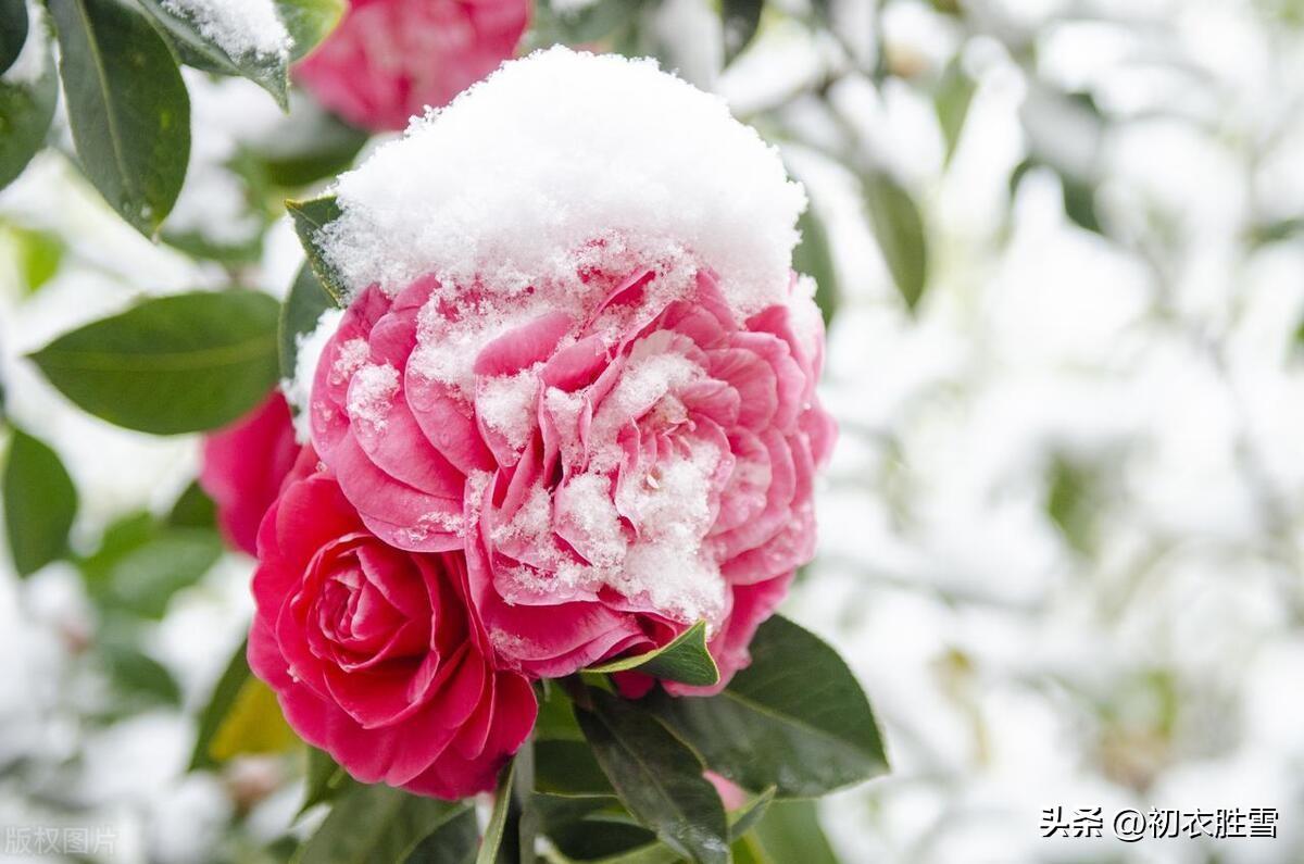 腊月茶花五首唯美古诗（腊月榴花带雪红，一天飞雪映山茶）