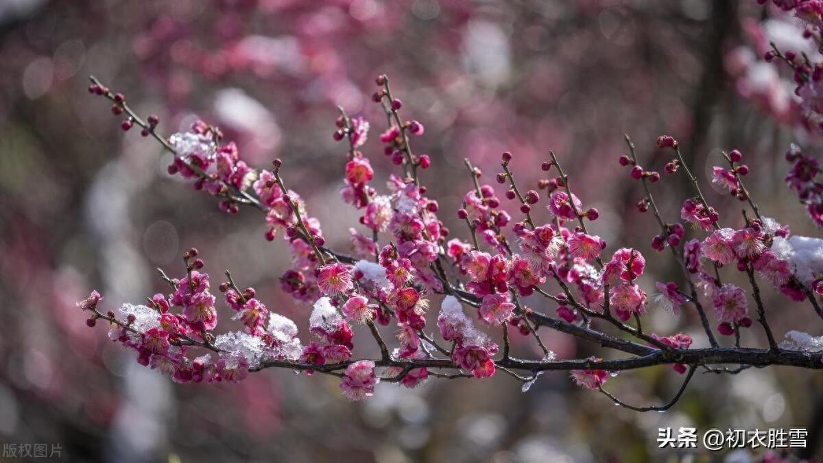 三九梅花诗词五首赏析（九九候占三，林林香动谷）