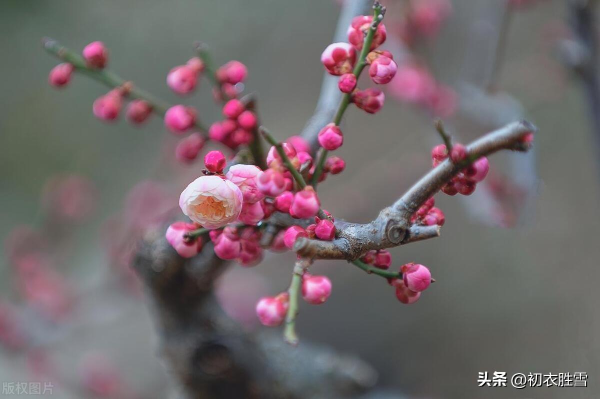 小寒节气梅花五首古诗词（山驿官梅破小寒，瓦盆梅发小寒时）