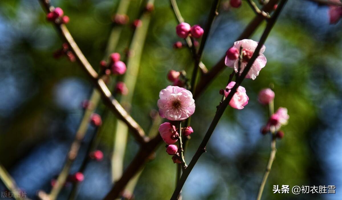 小寒节气梅花五首古诗词（山驿官梅破小寒，瓦盆梅发小寒时）