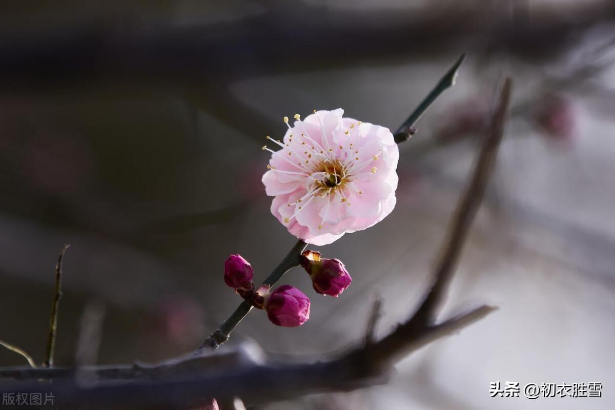 小寒节气梅花五首古诗词（山驿官梅破小寒，瓦盆梅发小寒时）