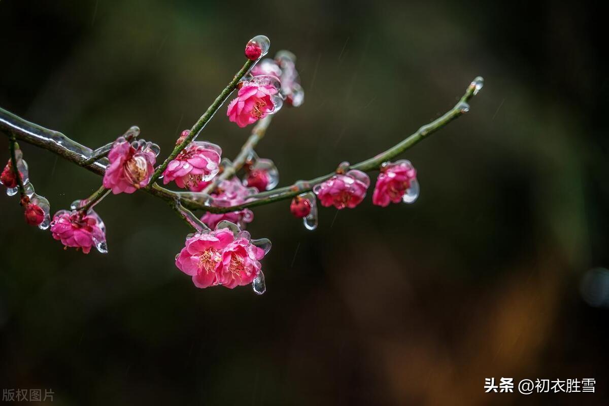 小寒节气古诗词五首推荐（雪尽南坡雁北飞，草根春意胜春晖）