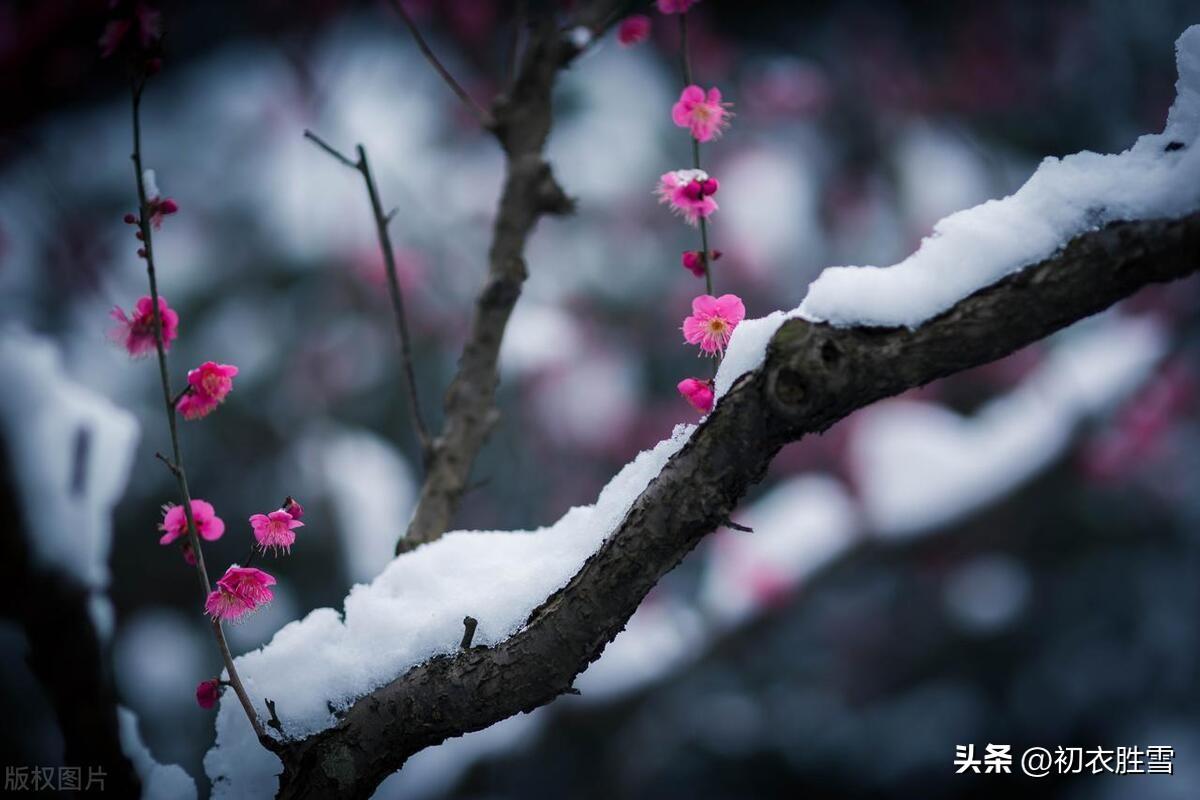 腊前梅花优美五首古诗（野梅一路腊前花，雪梅开遍腊前花）