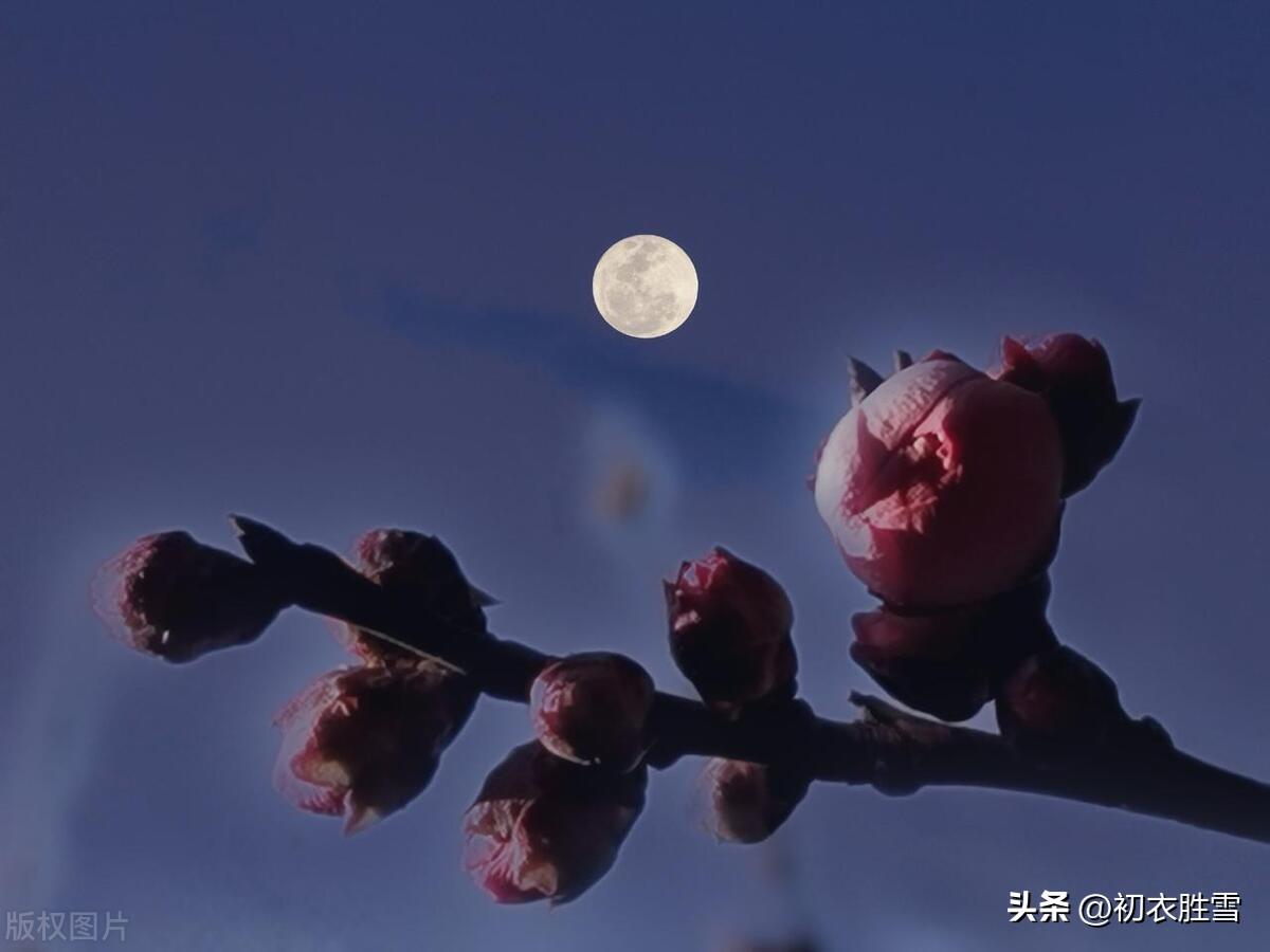 明月梅花六首古诗词（梅花明月写天机，写到无诗乃是诗）