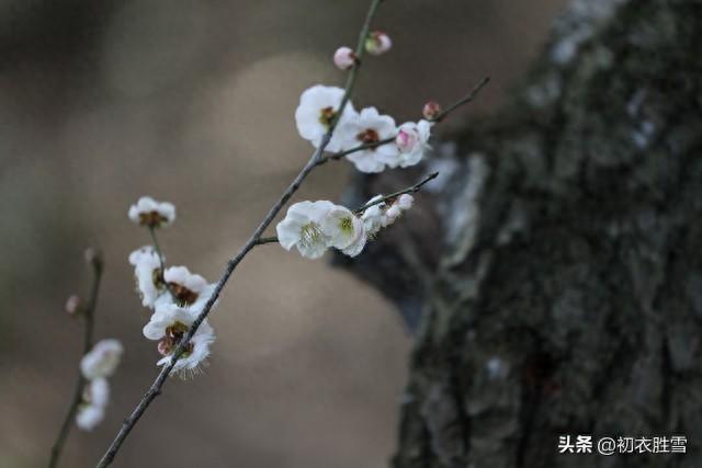 明月梅花六首古诗词（梅花明月写天机，写到无诗乃是诗）