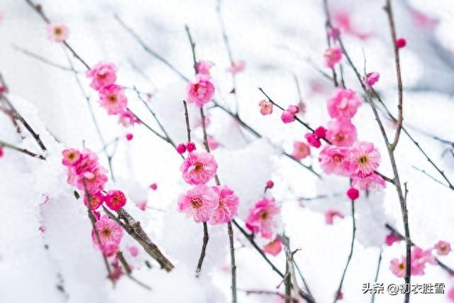 冬至清景绝句六首赏析（梅花枝上易，相对一笑新）