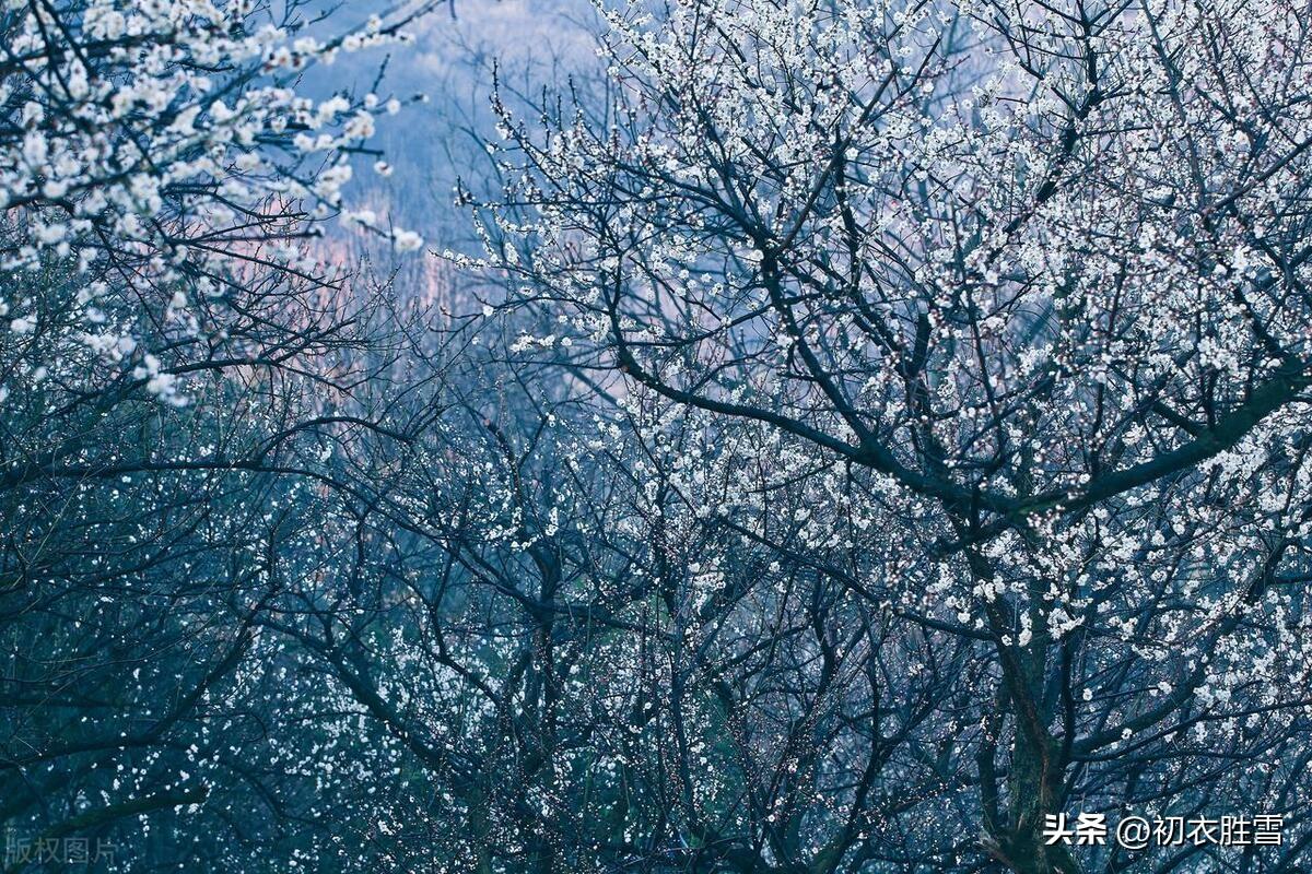 风雪寒梅五首古诗词（老梅虽冻自宜花，相宜尤是雪寒天）