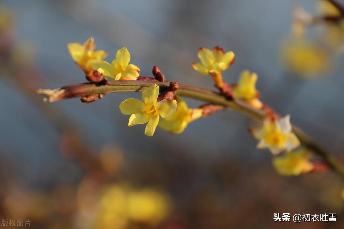 仲冬春意古诗五首（山中天气温如春，绝壁遥见梅花新）