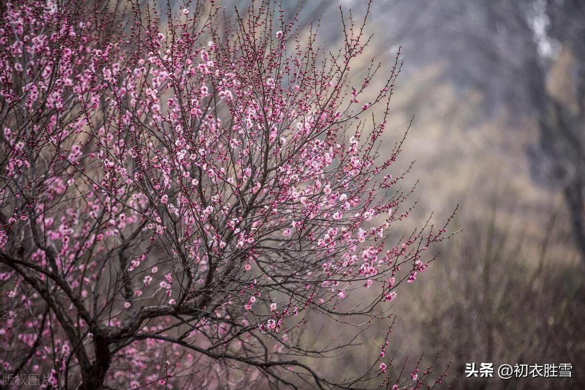 仲冬春意古诗五首（山中天气温如春，绝壁遥见梅花新）