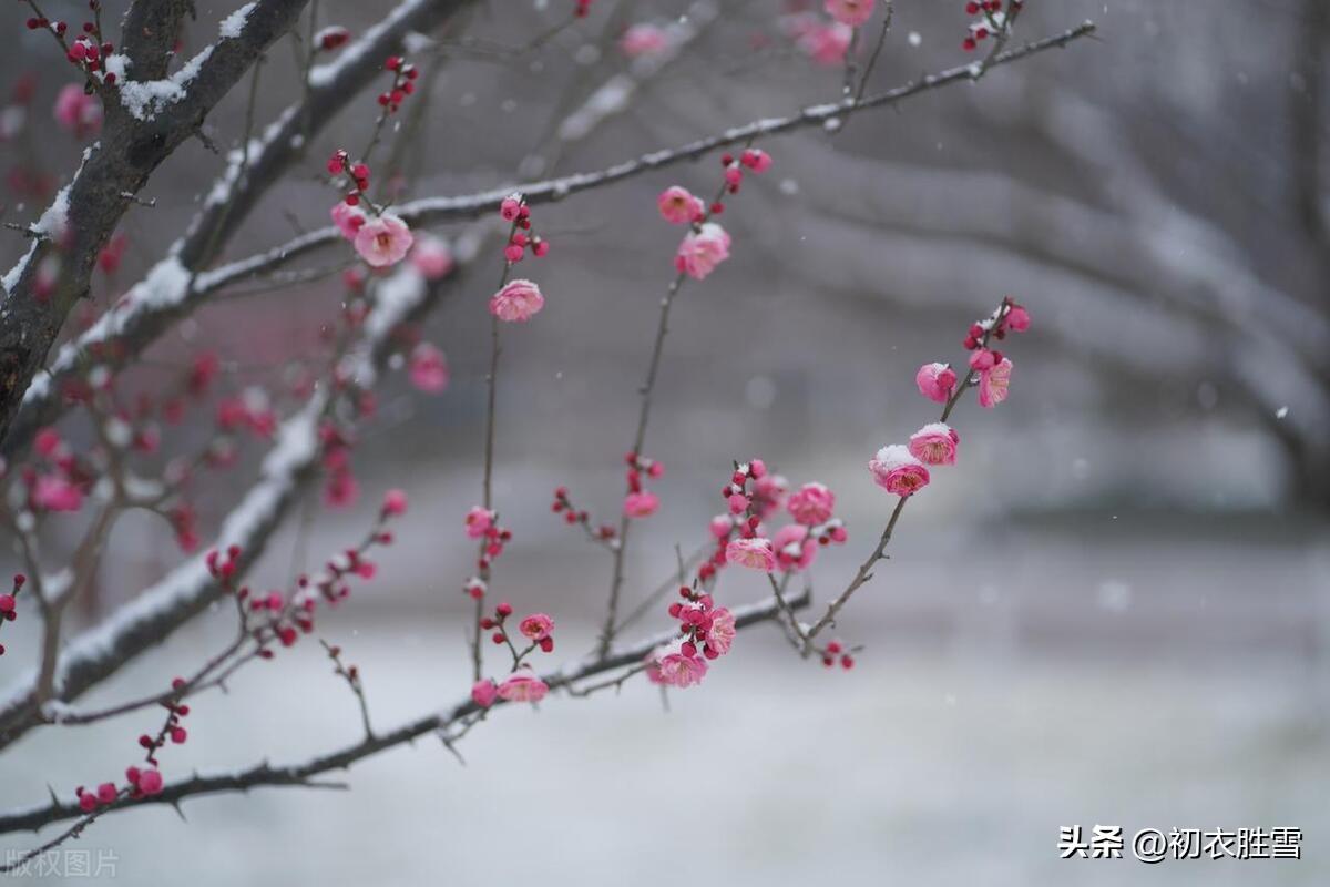 仲冬春意古诗五首（山中天气温如春，绝壁遥见梅花新）