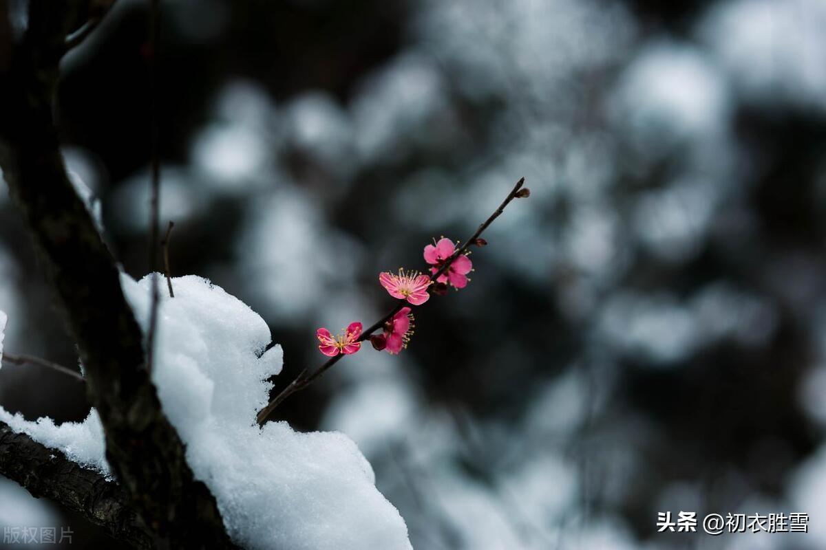 仲冬古诗六首赏析（门外谁知雪寸深，静中忽见古人心）