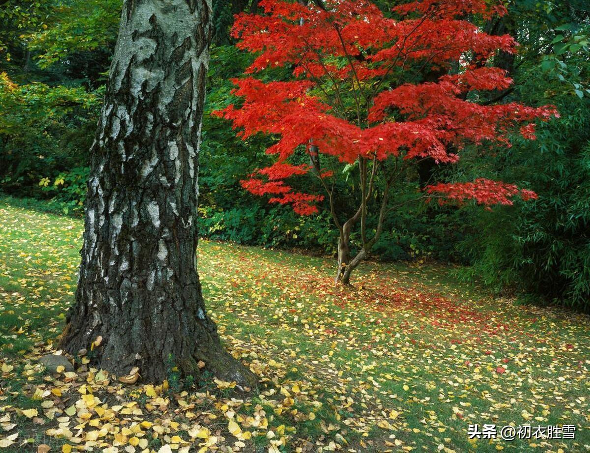 早冬小春优美古诗六首（一雨丝丝弄小春，江北江南正小春）