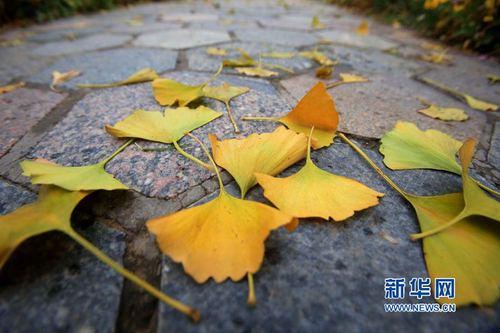 关于一场秋雨一场寒的说说（2023秋雨寒意，心随风飘）