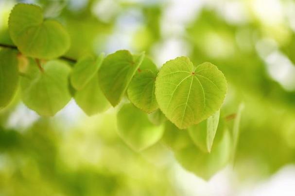 形容3月4月的句子（花开时节，与风相伴——2023年的四月）