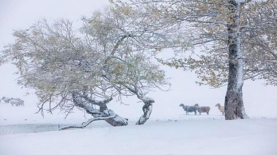 2020年下雪的说说心情短语（童话般的2023，下雪的心情）